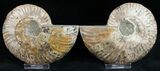Beautiful Cut/Polished Ammonite (Pair) #11796-1